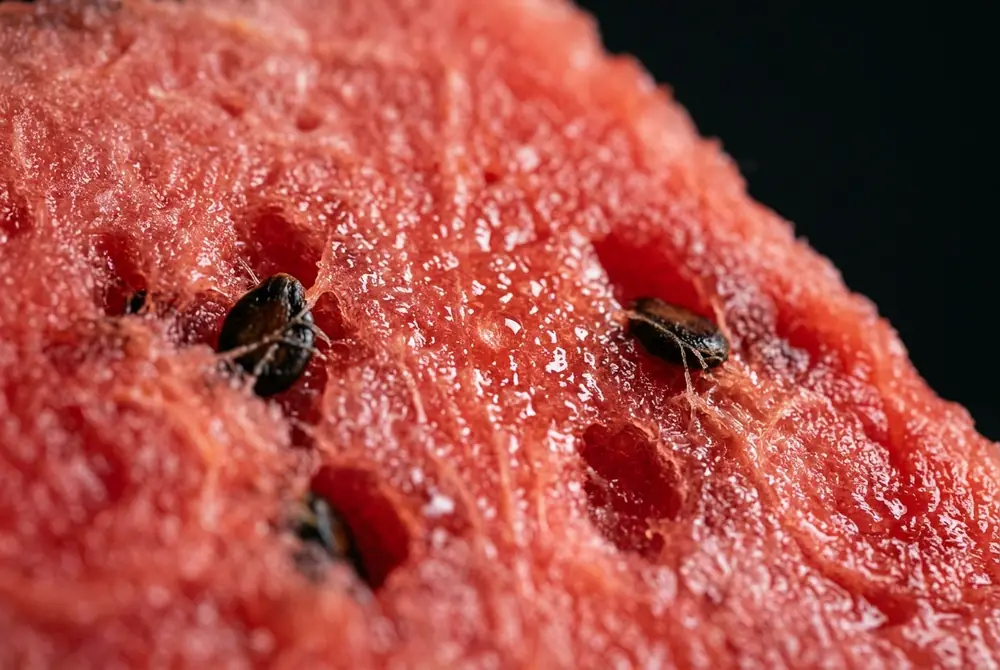 Macro photograph of watermelon flesh